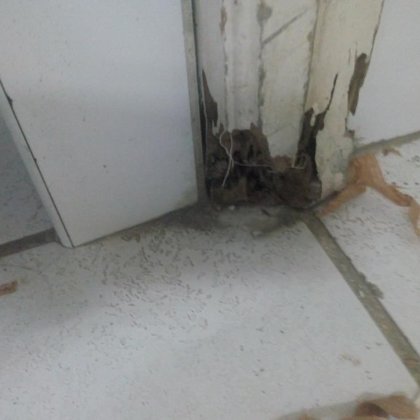 marcos de madera de puertas afectados por termitas